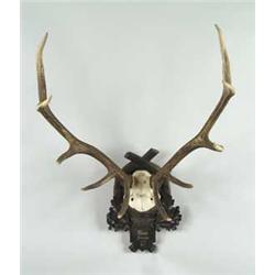 REINDEER ANTLER TROPHY MOUNT