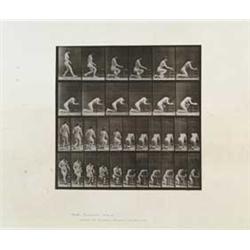 EADWEARD MUYBRIDGE (1830-1904) ANIMAL LOCOMOTION PLATE 254