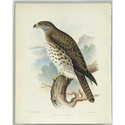 TWELVE BIRD PRINTS