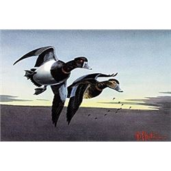 Print "Ring Necks"  Les C. Kouba