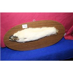 Furry Fish Taxidermy on a Wooden Plaque