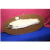 Image 1 : Furry Fish Taxidermy on a Wooden Plaque