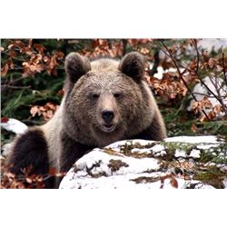 Croatia - Hunt In Europe