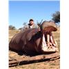 Image 1 : Hippo Hunt with Restless Safaris