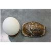 Image 2 : OSTRICH EGG ON STAND AND TURTOISE SHELL