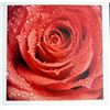 Image 1 : Fine Art Print "Red Rose" Photograph