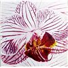 Image 1 : Fine Art Print "Orchid I" by Mel Allen