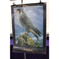 Peregrine Falcon Poster