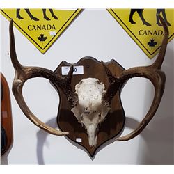 PAIR MOUNTED DEER ANTLERS