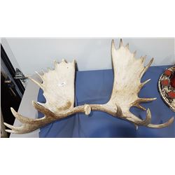 PAIR MOOSE ANTLERS