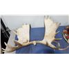 Image 1 : PAIR MOOSE ANTLERS