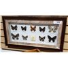Image 1 : PAIR FRAMED BUTTERFLY COLLECTIONS