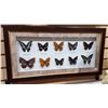 Image 2 : PAIR FRAMED BUTTERFLY COLLECTIONS