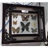 Image 1 : PAIR OF BUTTERFLY SHADOWBOXES