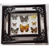 Image 2 : PAIR OF BUTTERFLY SHADOWBOXES