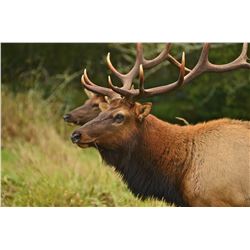 2017 Elk, Fallow Deer, and Whitetail Deer COMBO Hunt For 1 Hunter