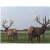 Image 3 : 2017 Elk, Fallow Deer, and Whitetail Deer COMBO Hunt For 1 Hunter