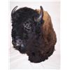 Image 1 : Mounted Buffalo Head