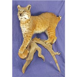 Taxidermy Mounted Bobcat