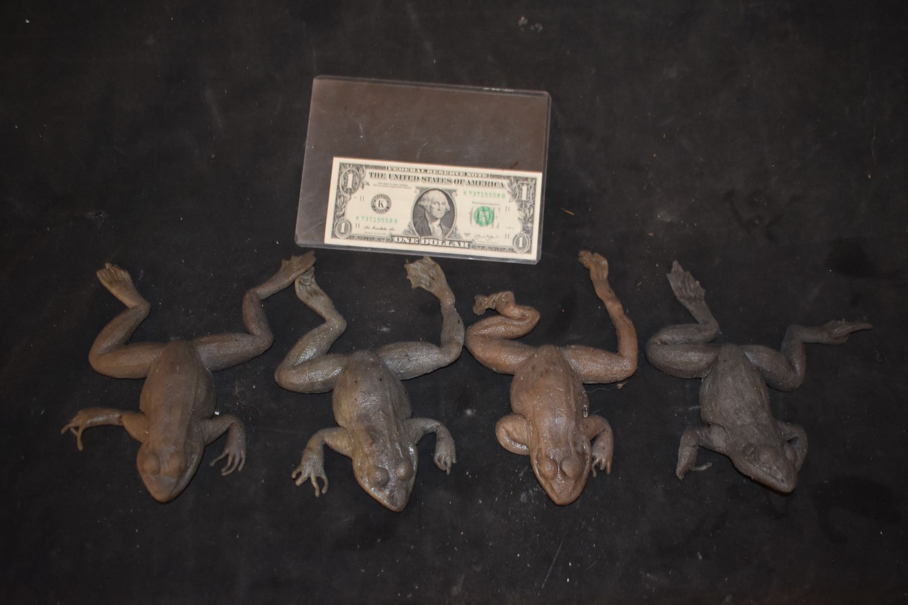ZZ-CLEARANCE MAGNOLIA TREE FROG LOT OF 4 VERY LAST OF THE FROGS!