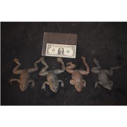 ZZ-CLEARANCE MAGNOLIA TREE FROG LOT OF 4 VERY LAST OF THE FROGS!