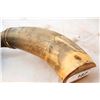 Image 2 : Antique Powder Horn