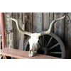 Image 1 : Very Old Texas Longhorn Skull About 45" Spread