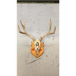 4x3 European Mule Deer Mount Hand Painted