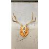 Image 1 : 4x3 European Mule Deer Mount Hand Painted