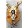 Image 2 : 4x3 European Mule Deer Mount Hand Painted