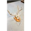 Image 3 : 4x3 European Mule Deer Mount Hand Painted