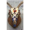 Image 2 : 4x3 European Mule Deer Mount Hand Painted