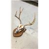Image 3 : 4x3 European Mule Deer Mount Hand Painted