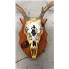 Image 2 : 3x3 European Mule Deer Mount Hand Painted