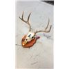 Image 3 : 3x3 European Mule Deer Mount Hand Painted