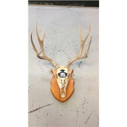 4x4 European Mule Deer Mount Hand Painted