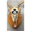 Image 2 : 4x4 European Mule Deer Mount Hand Painted