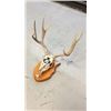 Image 3 : 4x4 European Mule Deer Mount Hand Painted
