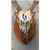 Image 2 : 4x3 European Mule Deer Mount Hand Painted