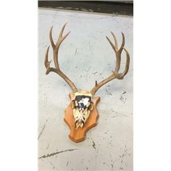 6x5 European Mule Deer Mount Hand Painted
