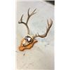 Image 3 : 6x5 European Mule Deer Mount Hand Painted