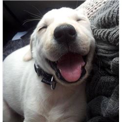 FEATURE PALLETS THAT DREAMS ARE MADE FROM