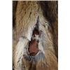 Image 2 : ESTATE MEDIUM 3/4 LENGTH FOX FUR COAT FROM