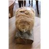 Image 2 : TAXIDERMY BEAVER