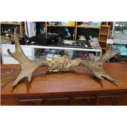 ANTLER RACK