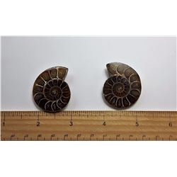 #22 - SET OF 2 SPLIT AMMONITE SHELLS