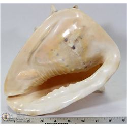 LARGE CONCH SEASHELL