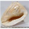 Image 1 : LARGE CONCH SEASHELL