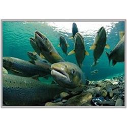 Salmon/Steelhead Fishing on the Klickitat River