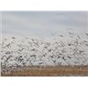Image 1 : South Dakota Snow Goose Hunt